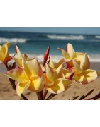 Fragrant Plumeria